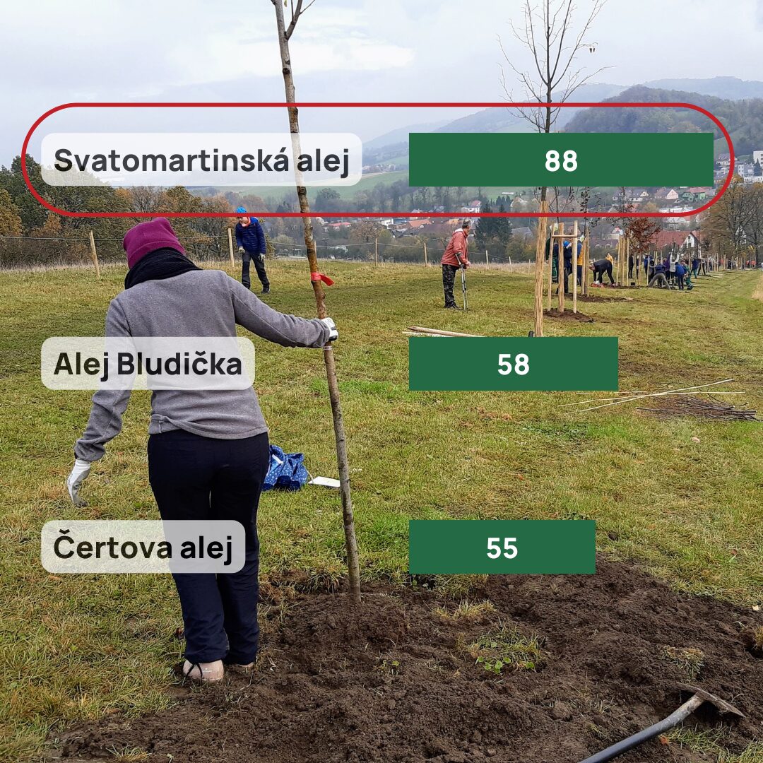 Anketa ohledně aleje v Bludovicích a na pozadí paní sadící strom